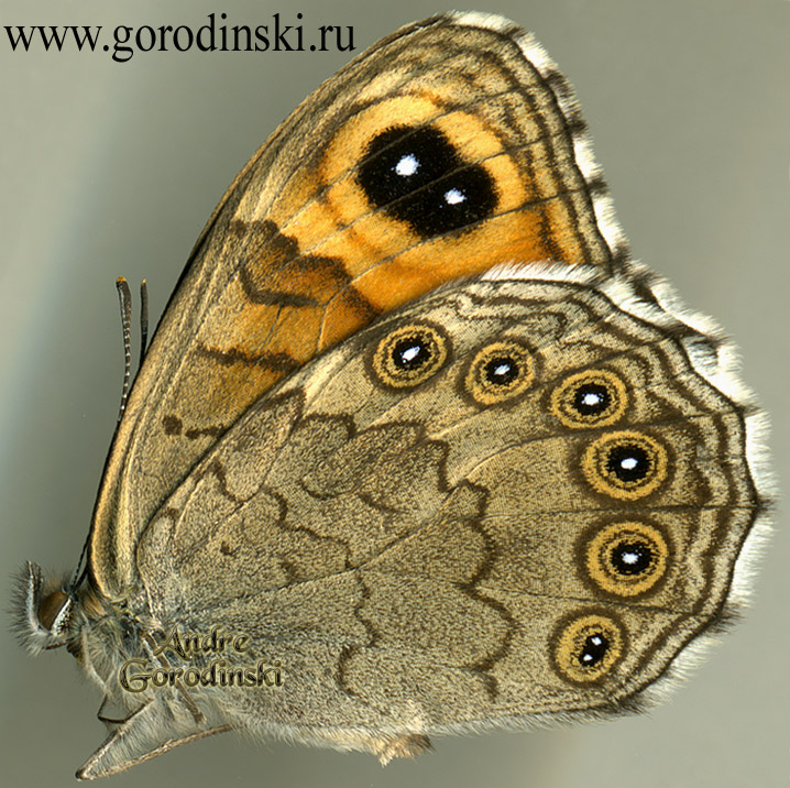 http://www.gorodinski.ru/satyridae/Lasiommata majuscula.jpg